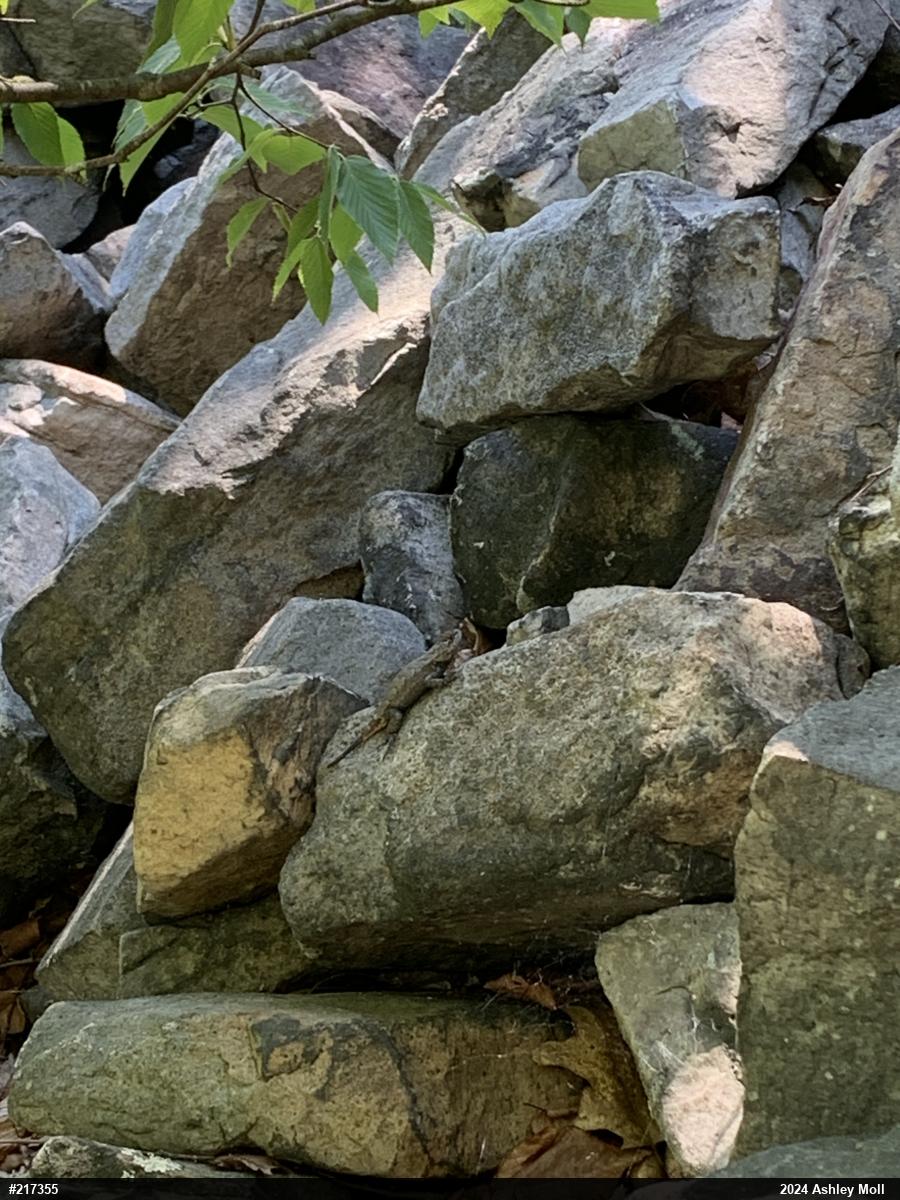 Eastern Fence Lizard