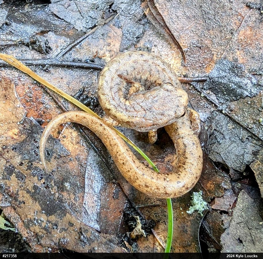 Four-toed Salamander