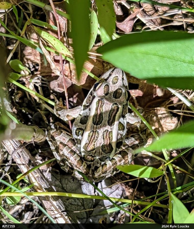 Pickerel Frog