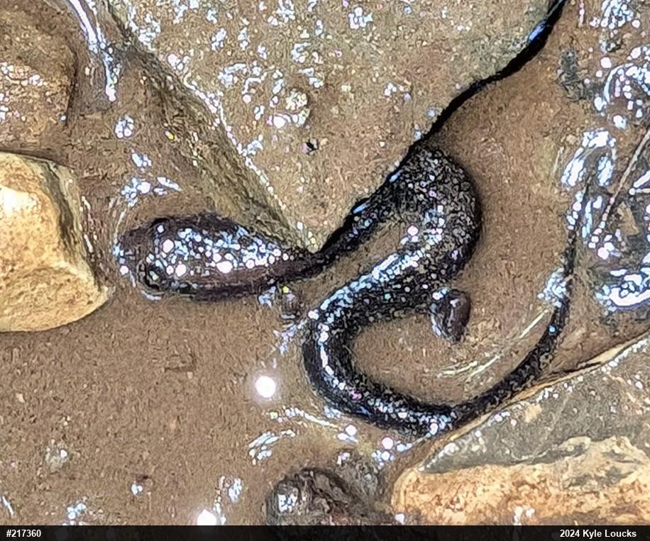 Allegheny Mountain Dusky Salamander