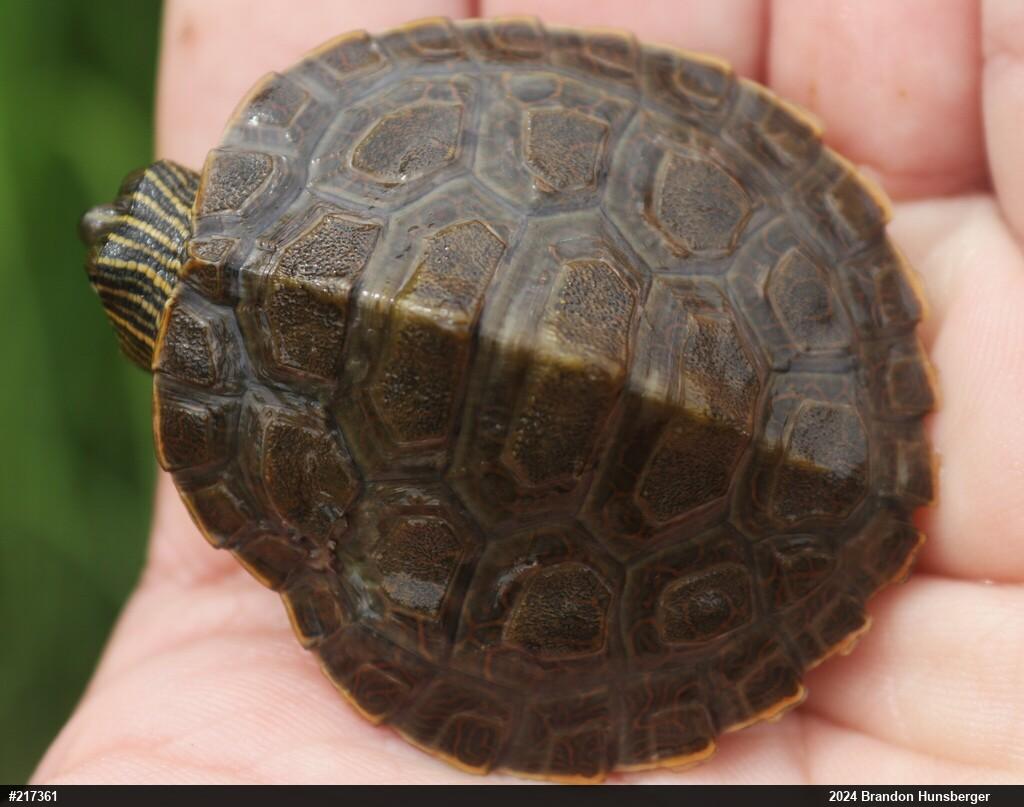 Northern Map Turtle