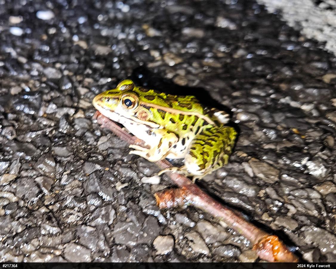 Northern Leopard Frog