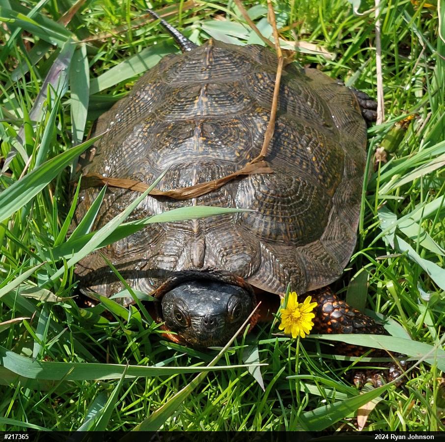 Wood Turtle