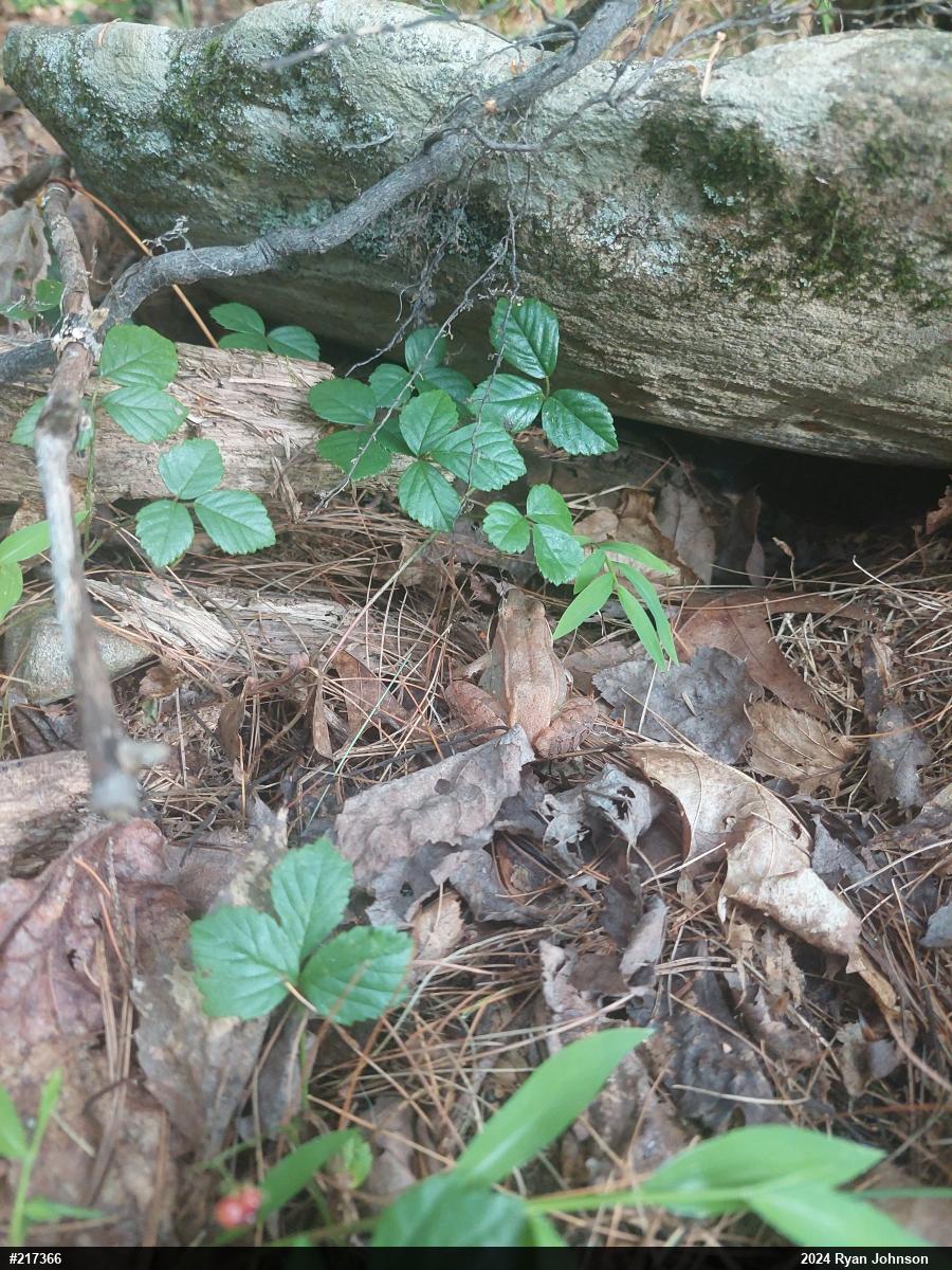 Wood Frog