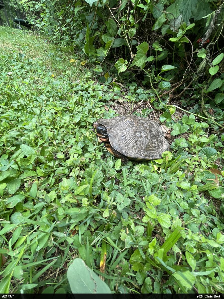 Wood Turtle