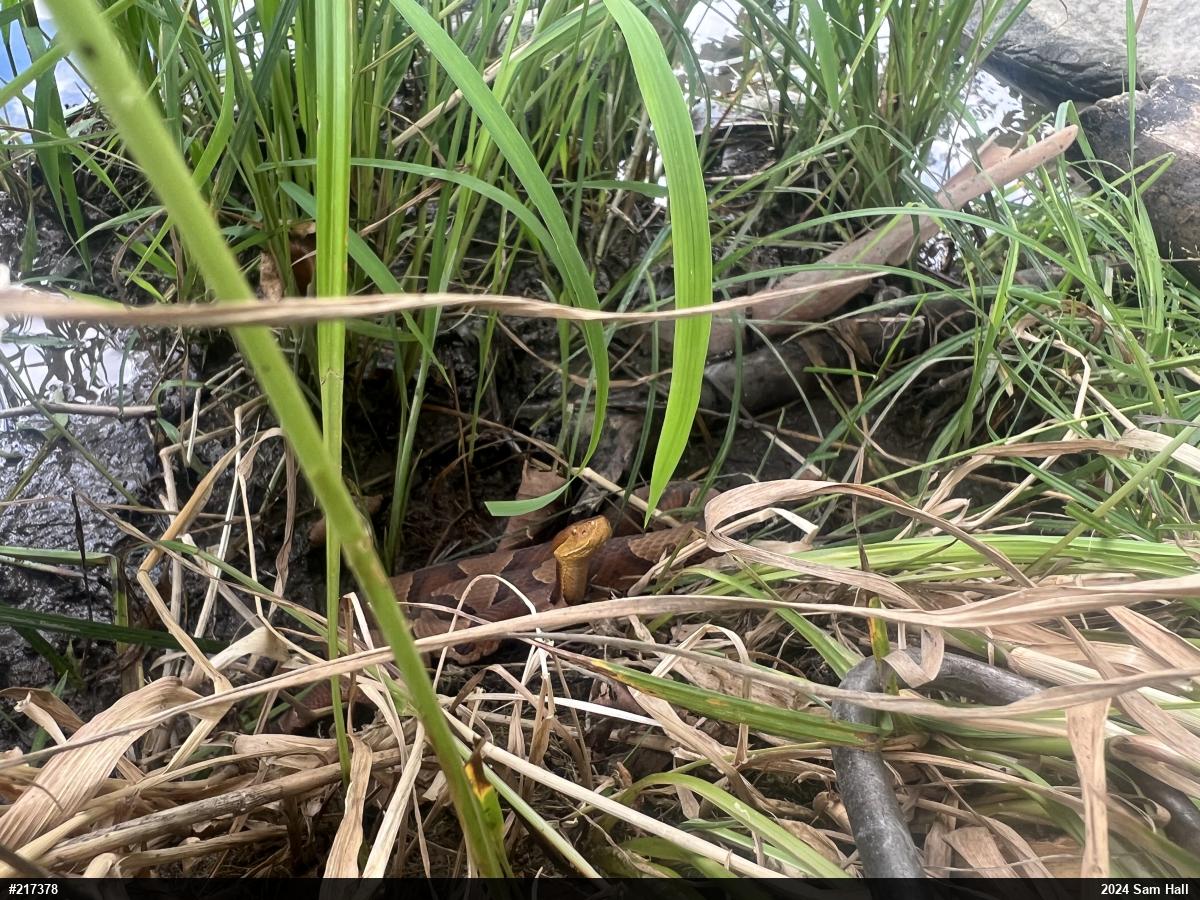 Northern Copperhead