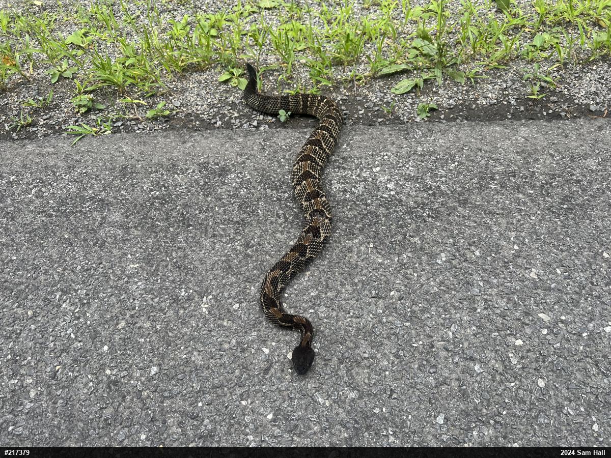 Timber Rattlesnake