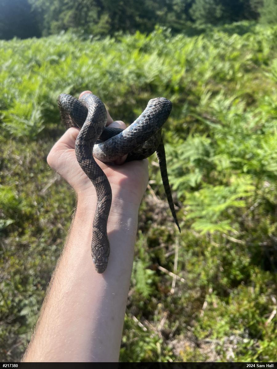 Eastern Milksnake