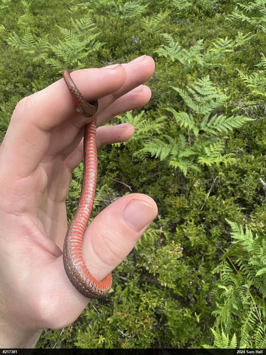 Red-bellied Snake