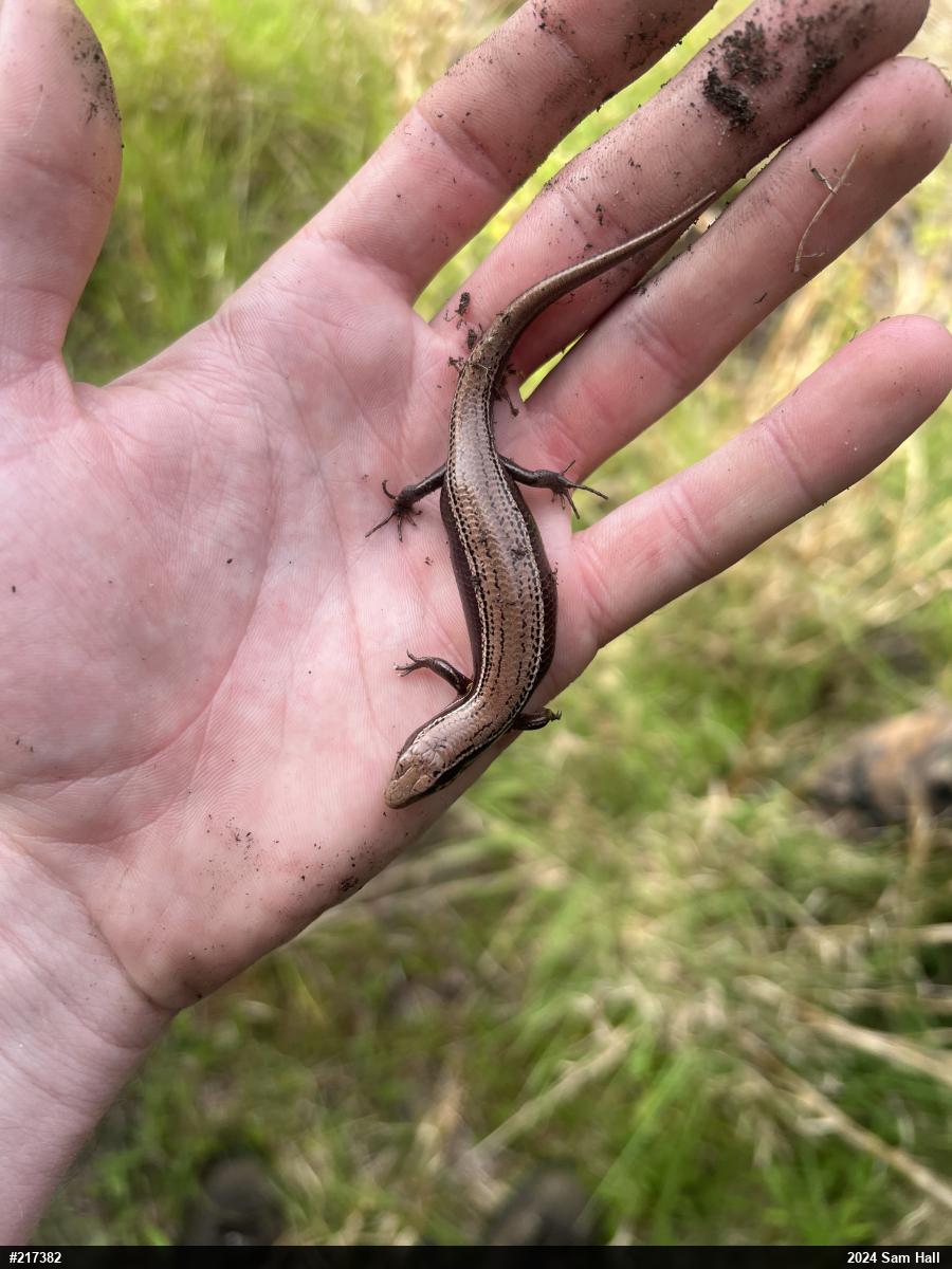 Northern Coal Skink