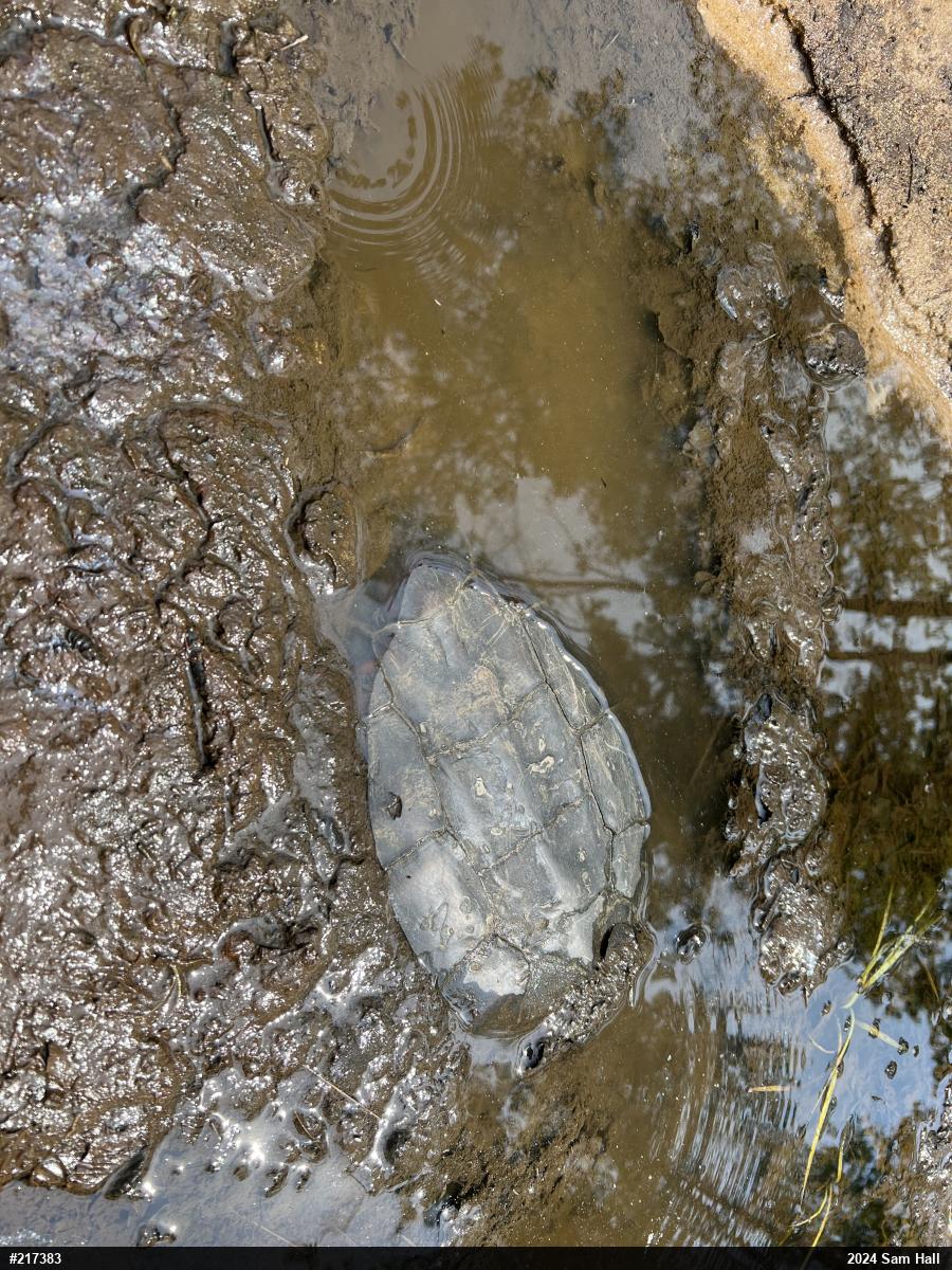 Snapping Turtle