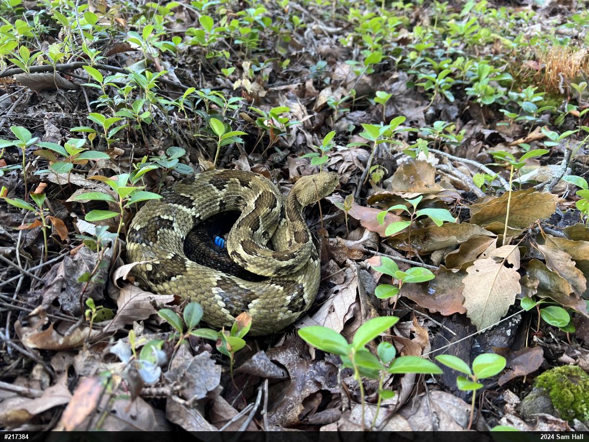 Timber Rattlesnake