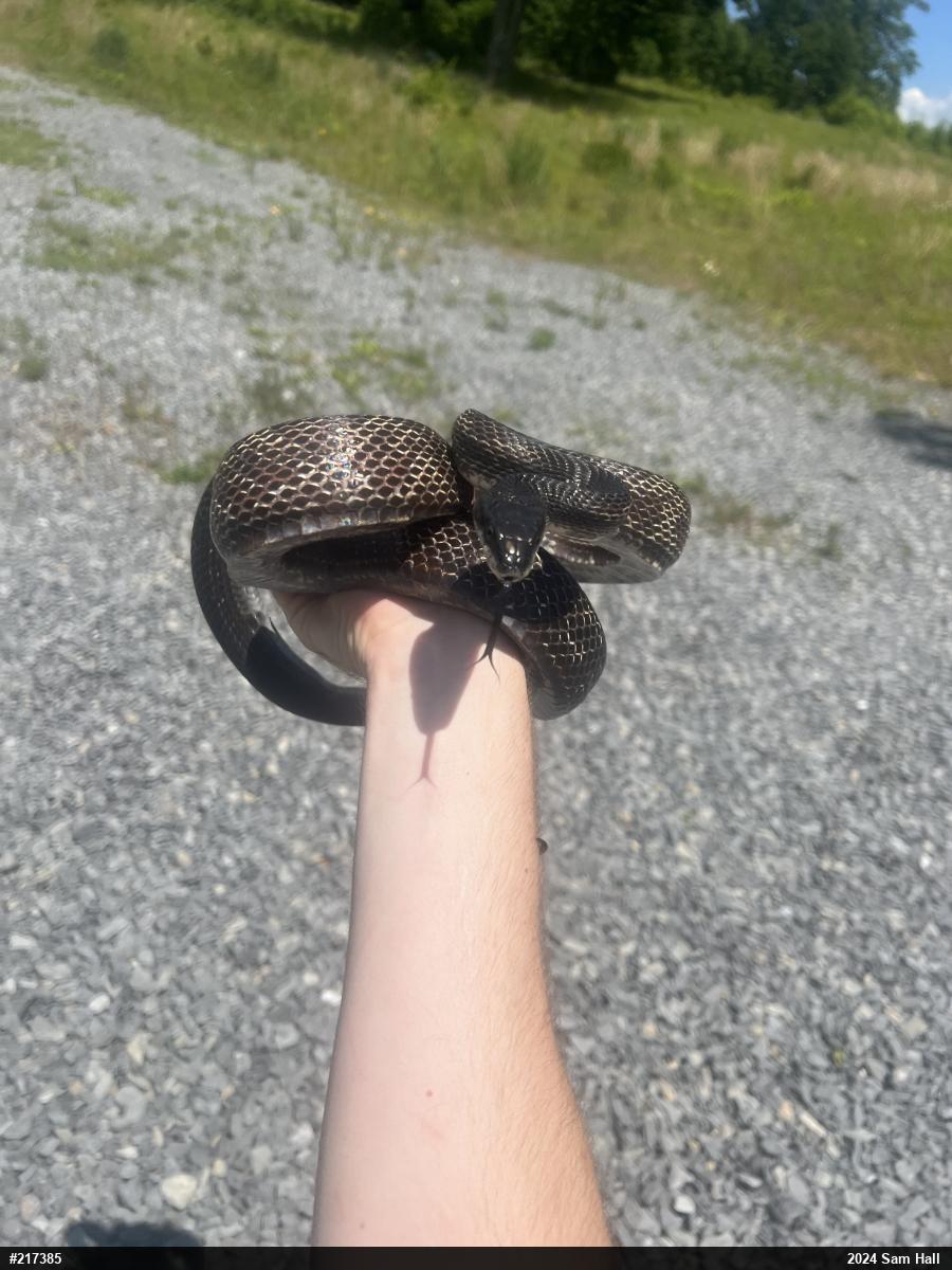 Eastern Ratsnake