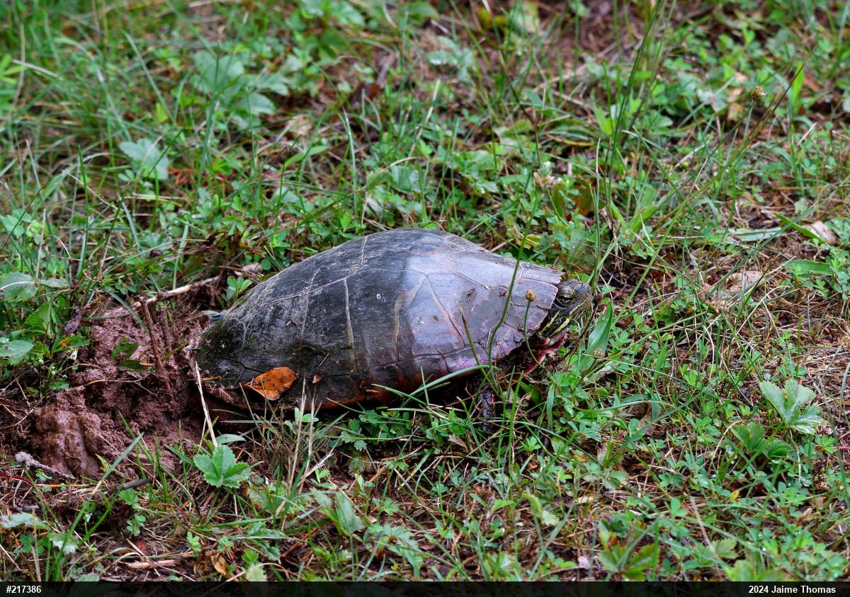 Eastern Painted Turtle