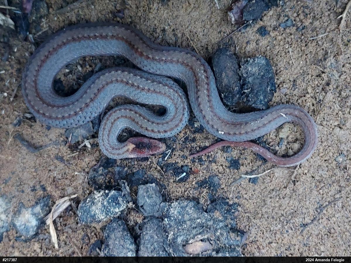 Red-bellied Snake