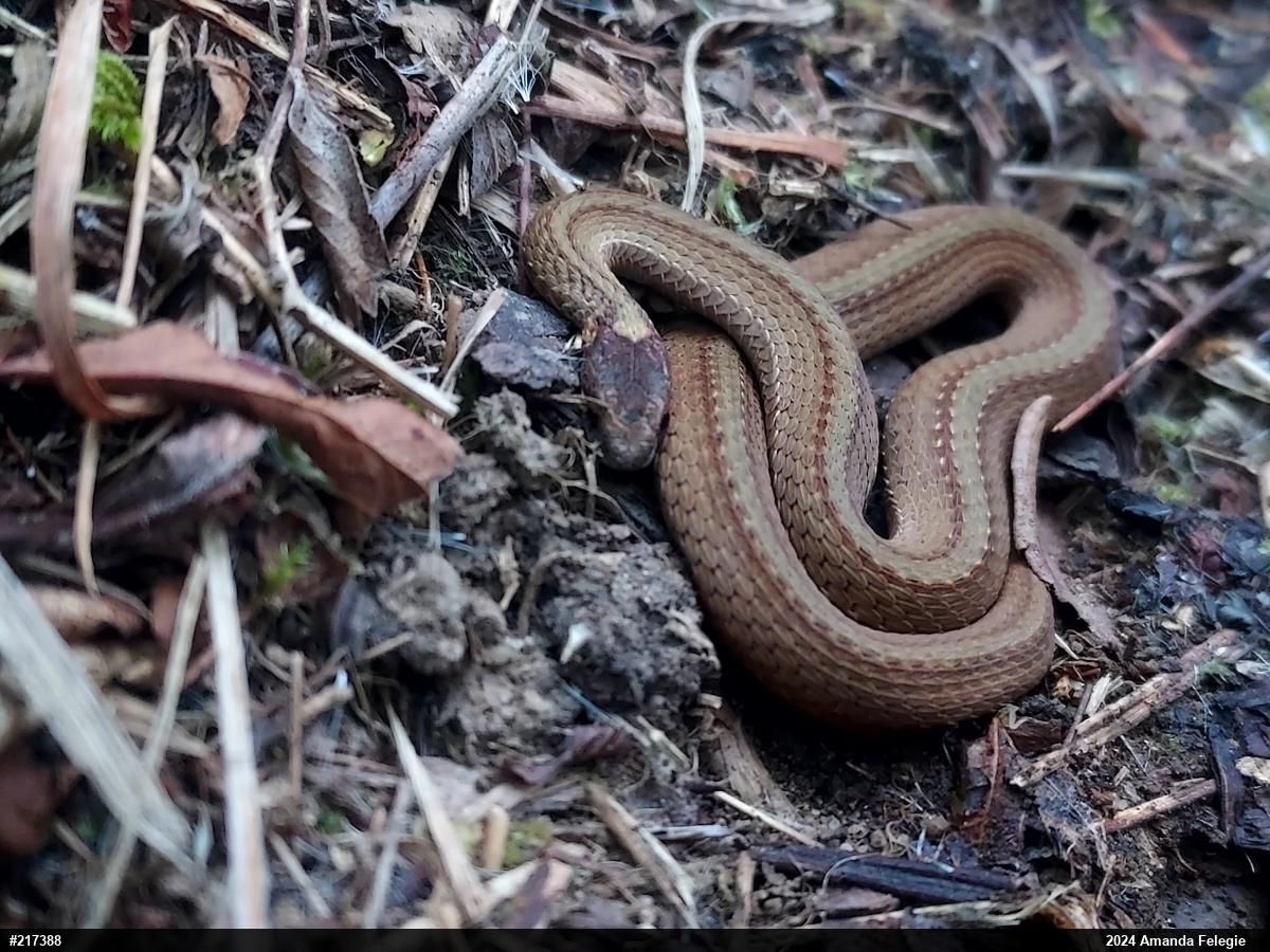 Red-bellied Snake