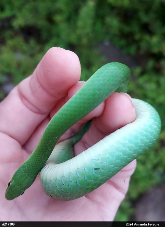Smooth Greensnake