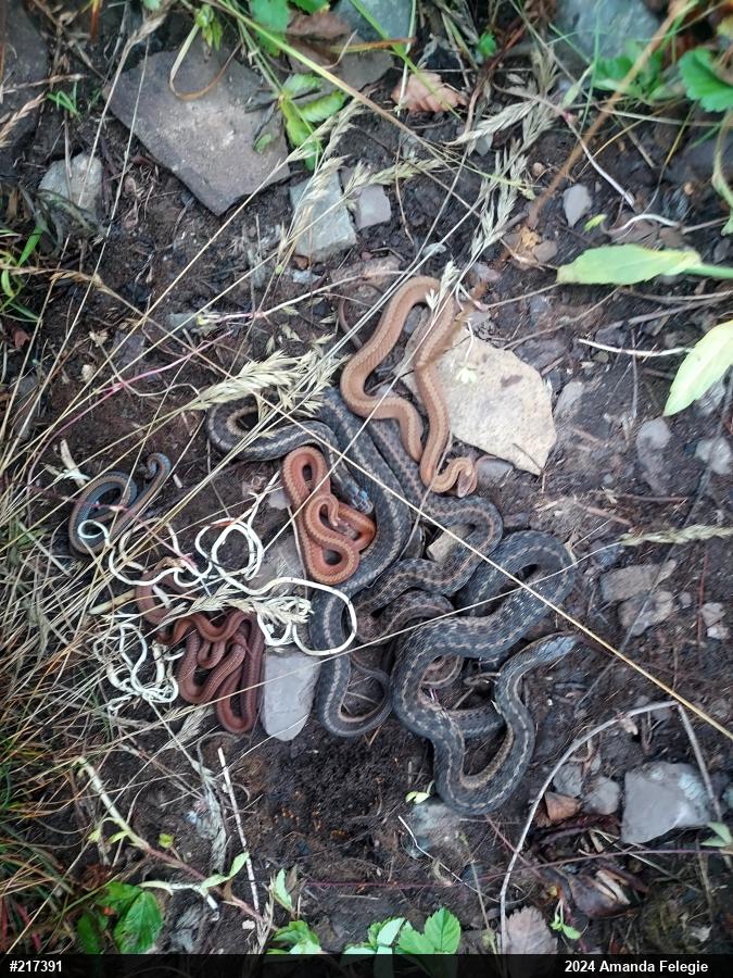 Red-bellied Snake