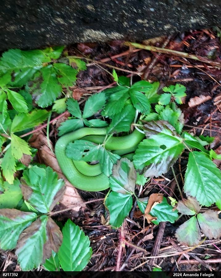 Smooth Greensnake