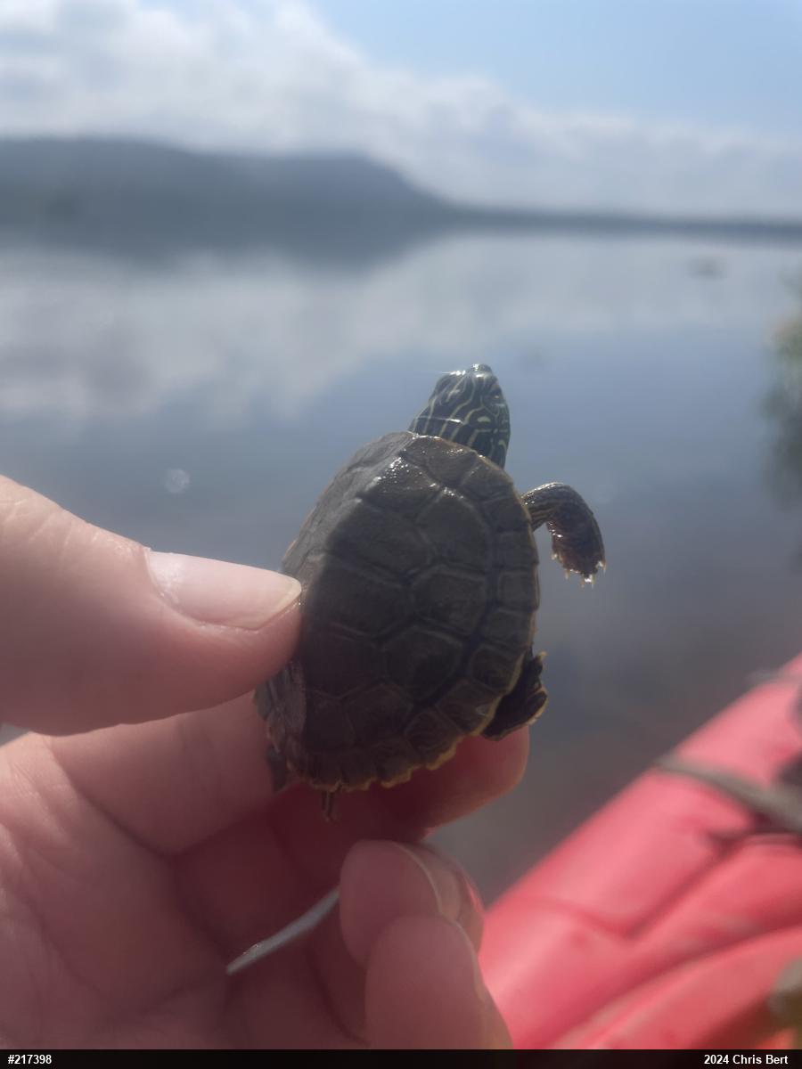 Northern Map Turtle