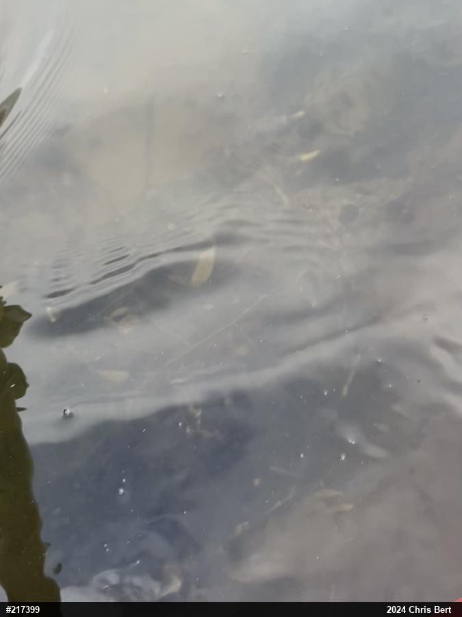 Snapping Turtle