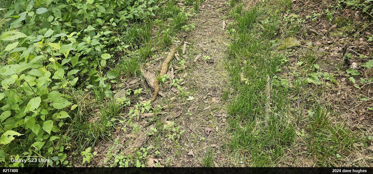 Timber Rattlesnake