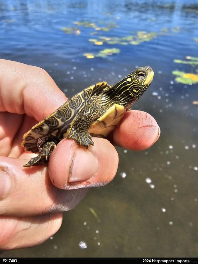 Northern Map Turtle