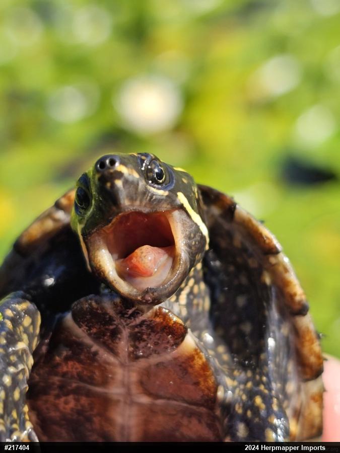 Eastern Musk Turtle