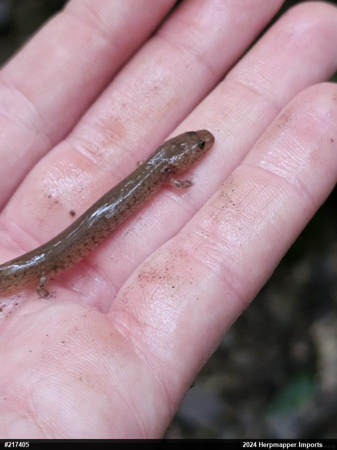 Northern Spring Salamander