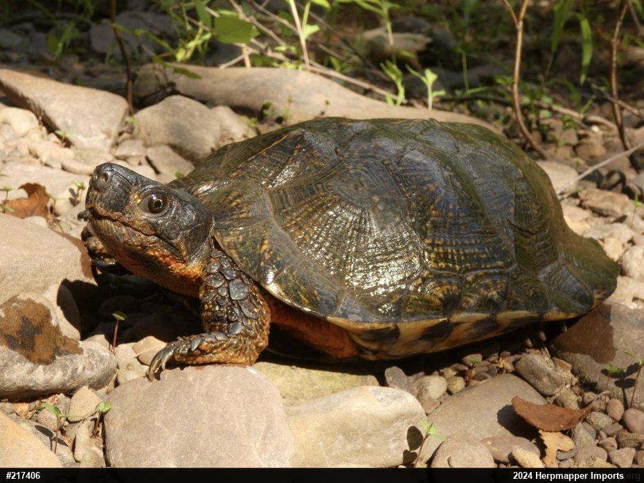 Wood Turtle