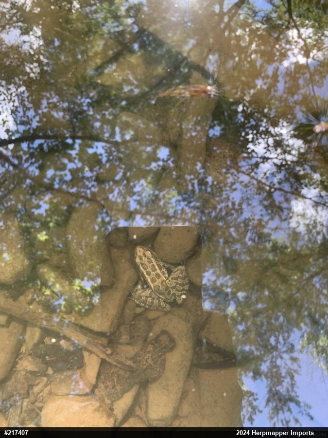 Pickerel Frog