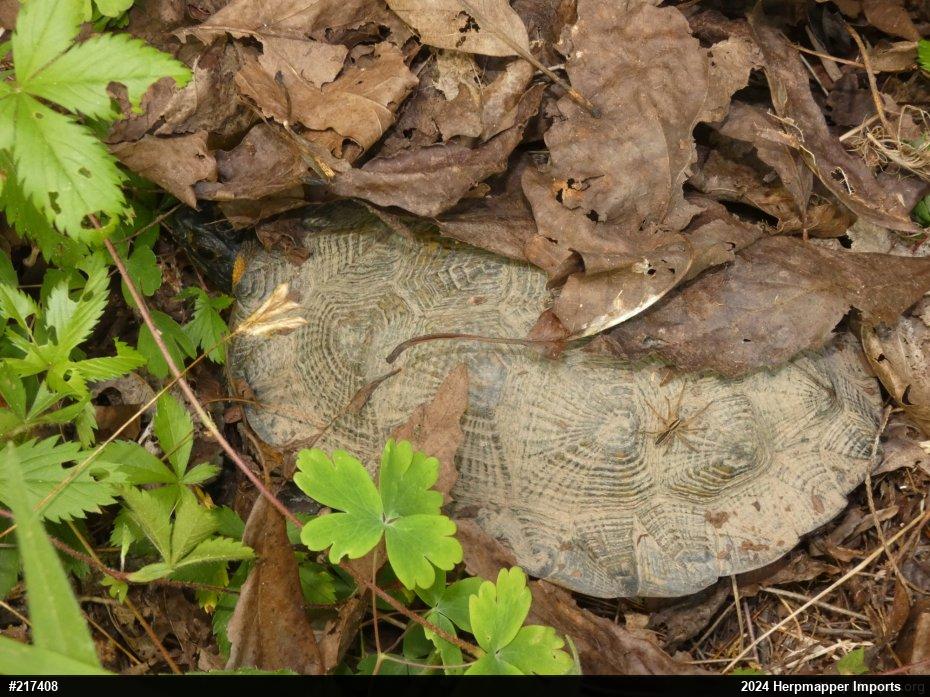 Wood Turtle