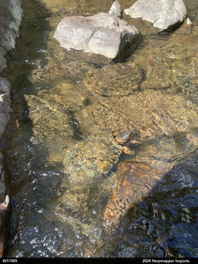 Wood Turtle
