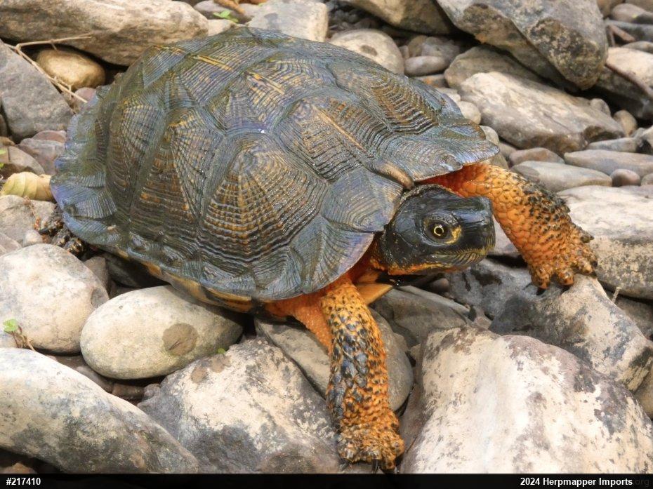 Wood Turtle