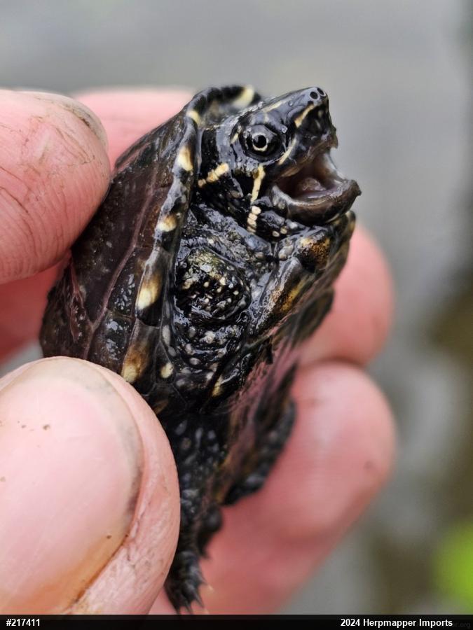 Eastern Musk Turtle