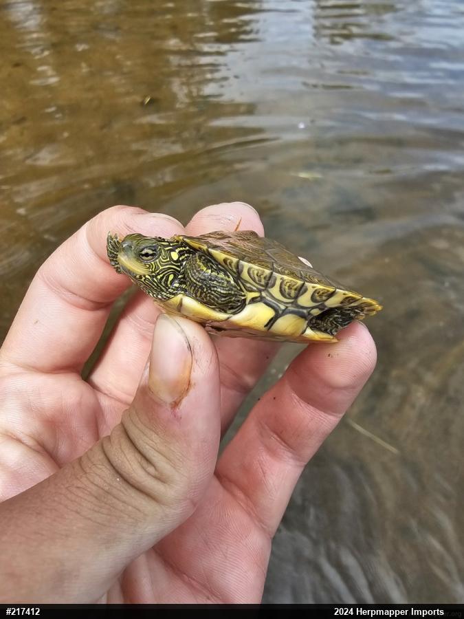 Northern Map Turtle