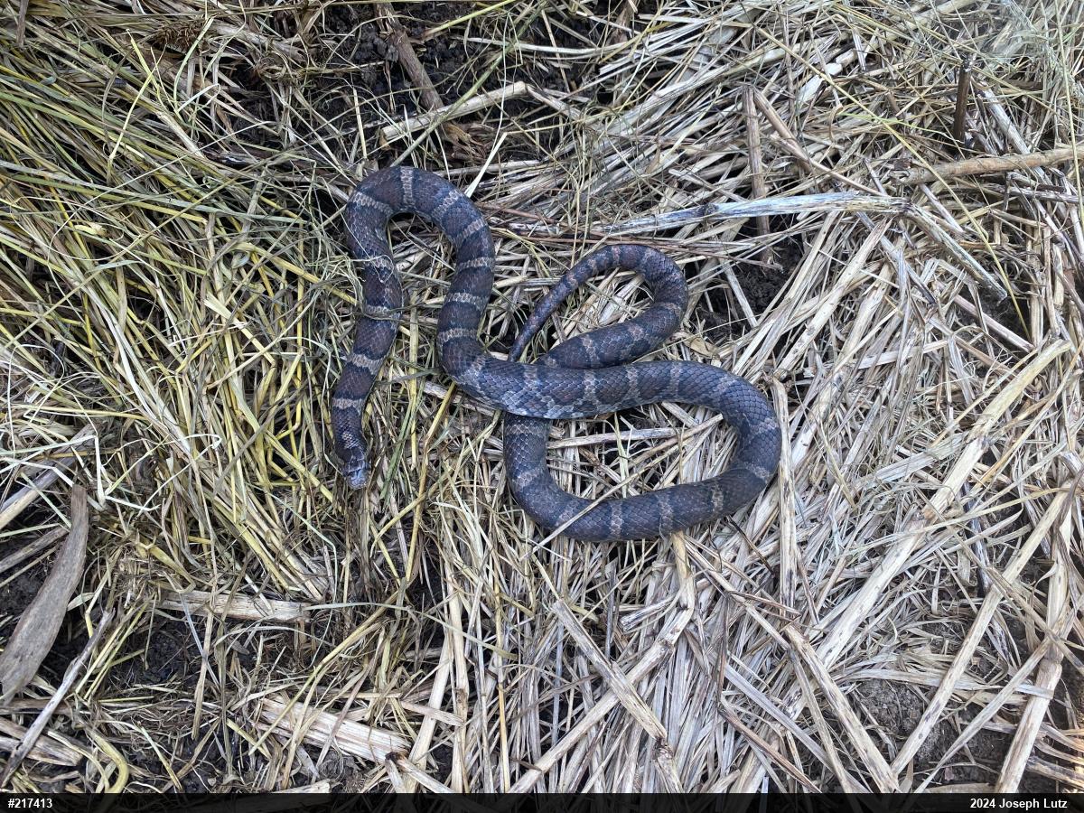 Eastern Milksnake