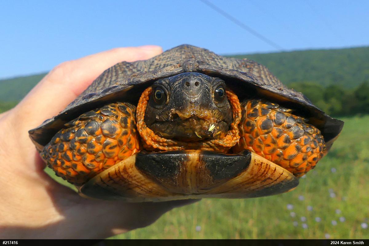 Wood Turtle