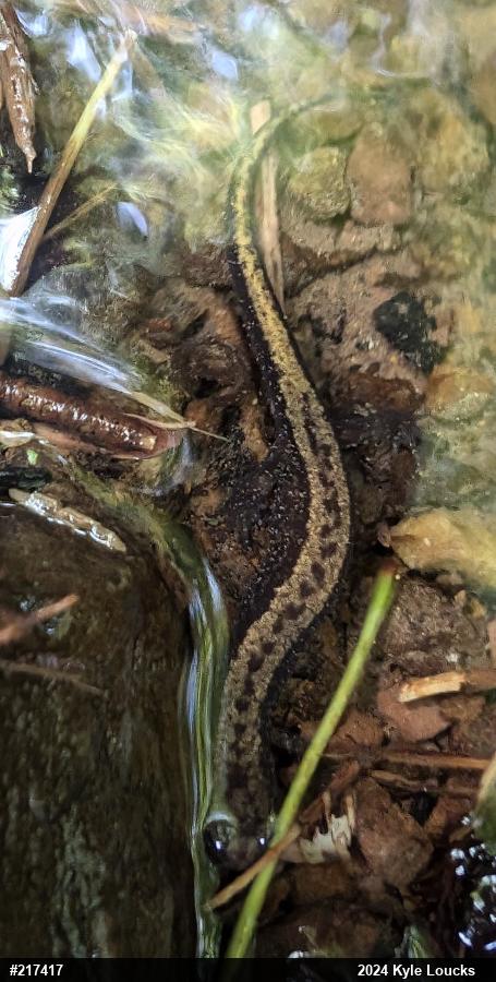 Allegheny Mountain Dusky Salamander