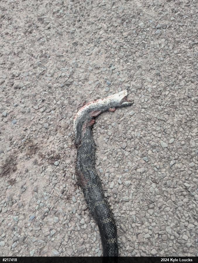Eastern Ratsnake