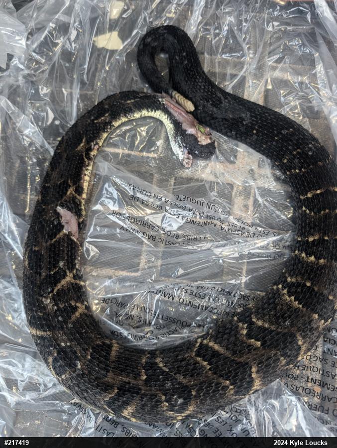 Timber Rattlesnake
