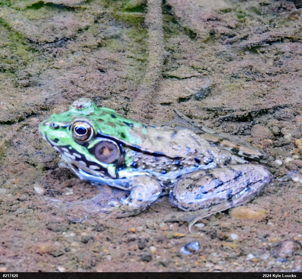 Green Frog