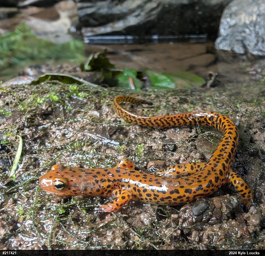 Eastern Long-tailed Salamander