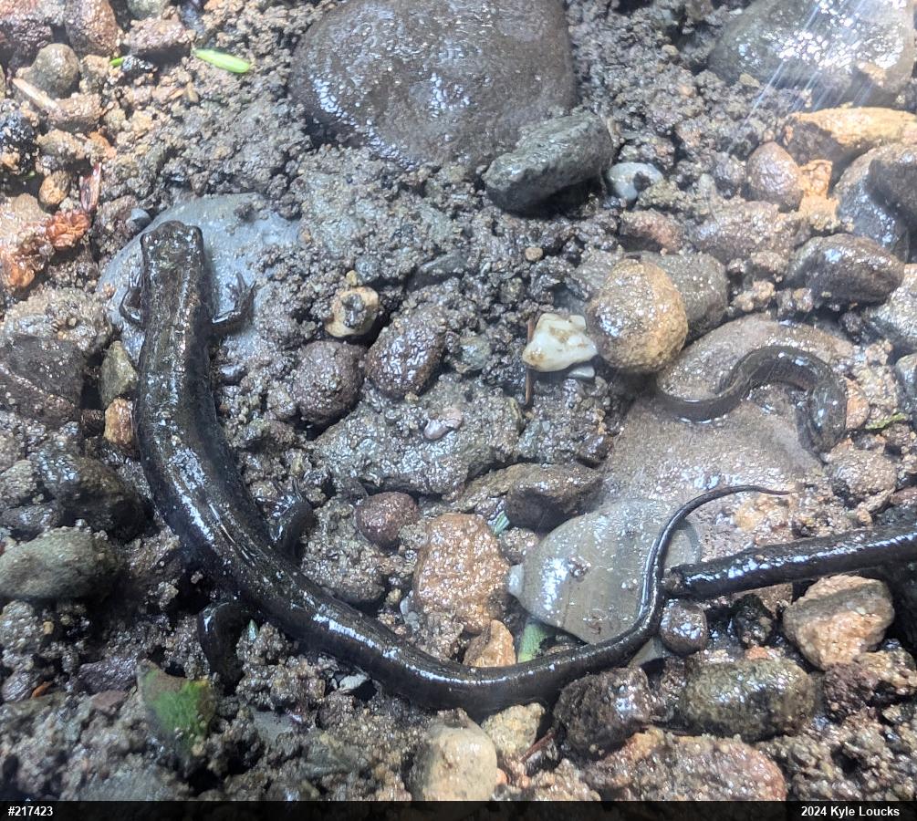 Allegheny Mountain Dusky Salamander