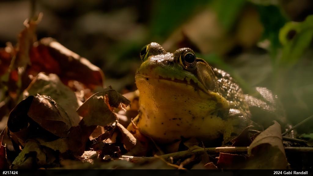 Green Frog