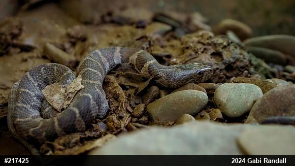 Northern Watersnake