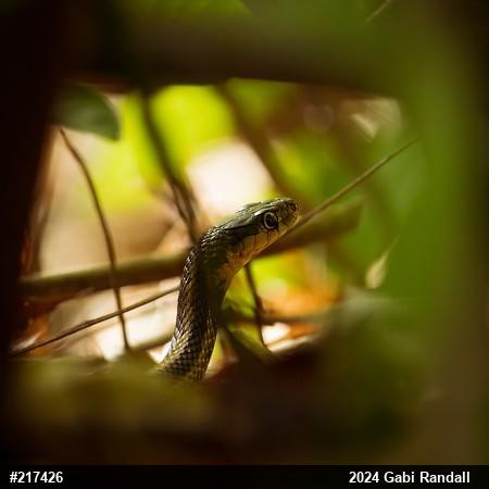 Eastern Gartersnake