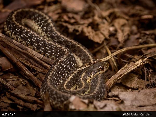 Eastern Gartersnake