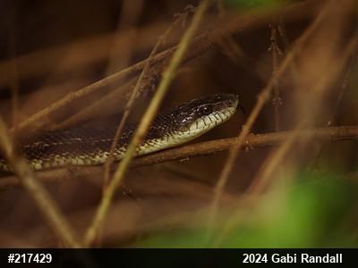 Eastern Ratsnake