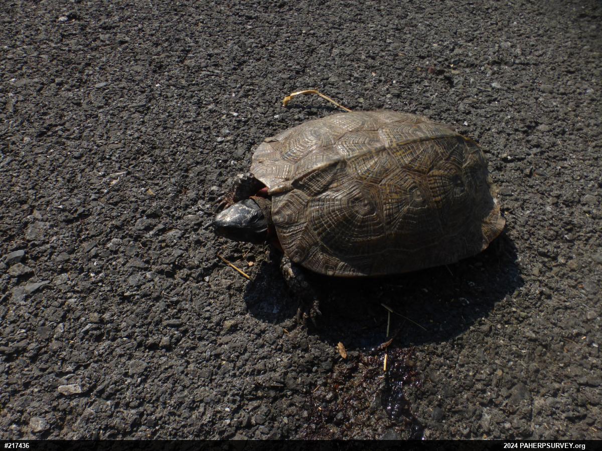 Wood Turtle